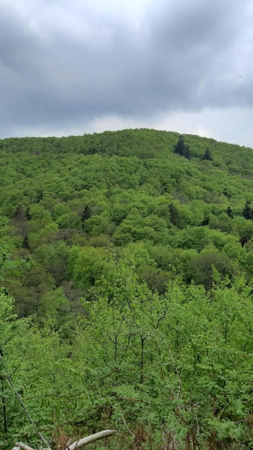 Apartmán Gruene Glocke Altenau  Exteriér fotografie
